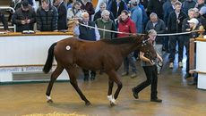 Book One sale 2022 lot 221 Frankel (GB) / So Mi Dar (GB) B.C. (GB) Watership Down StudGodolphin2,800,000 Tattersalls October Yearling Sale Book 1 05/10/22