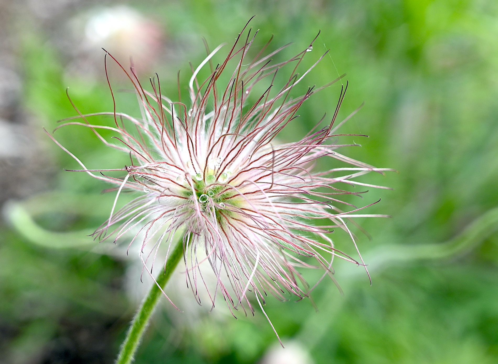 GuruShots - Nature March 2026