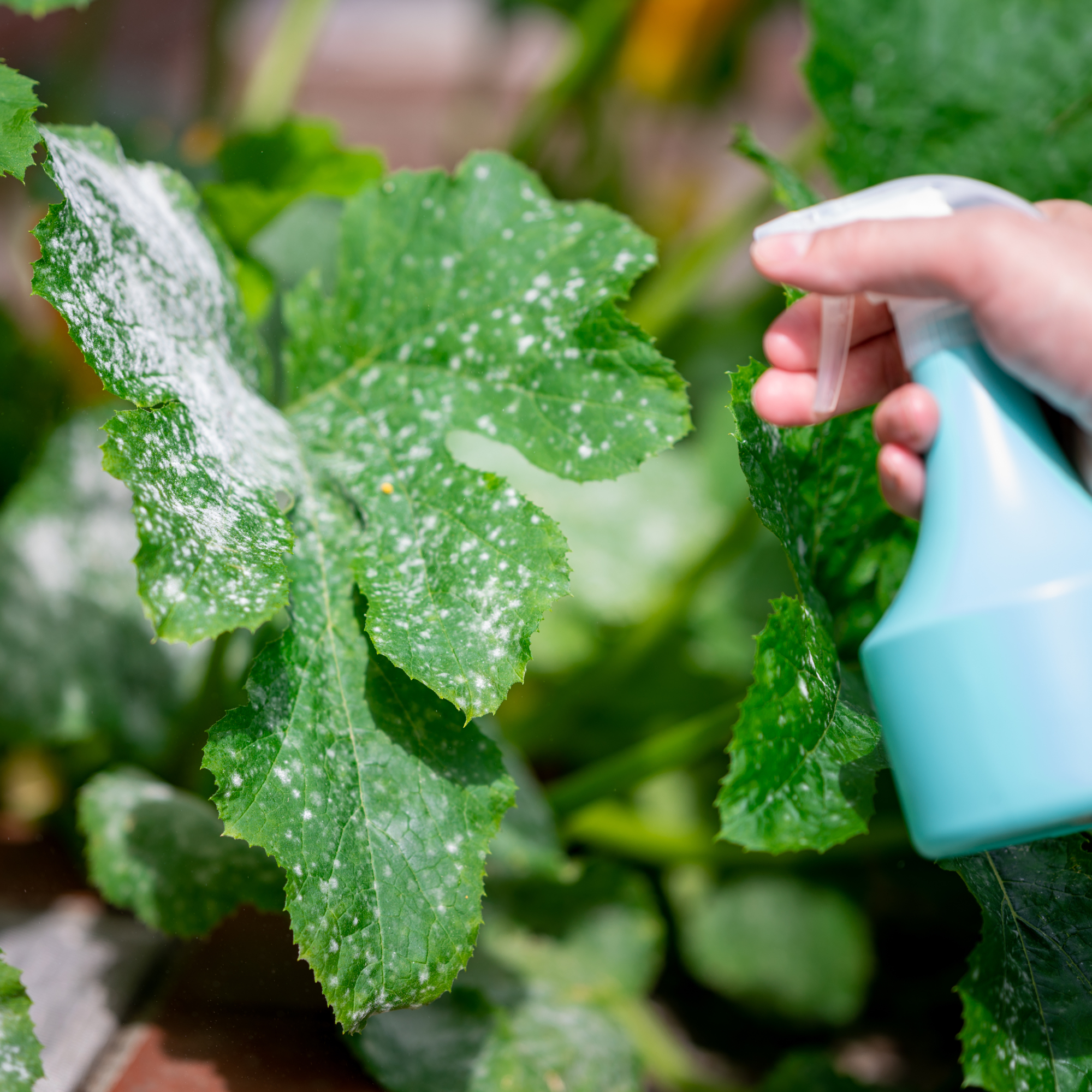 hand spraying zucchini leaves with powdery mildew 