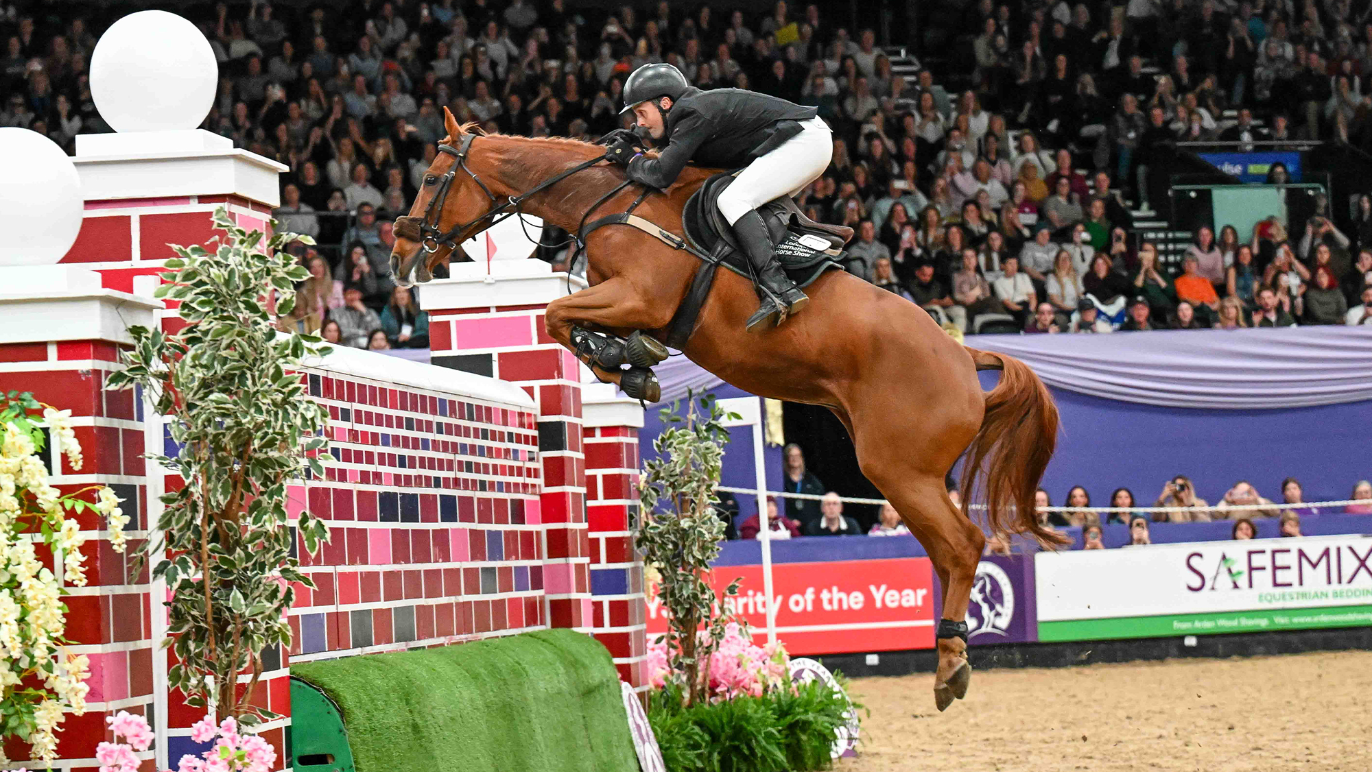 Andrew Hodgins jumping puissance wall on chestnut horse at HOYS