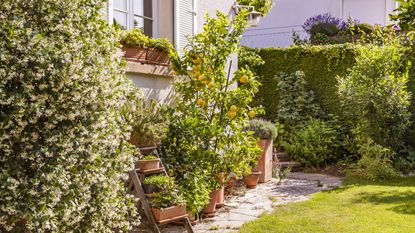 growing fruit in pots