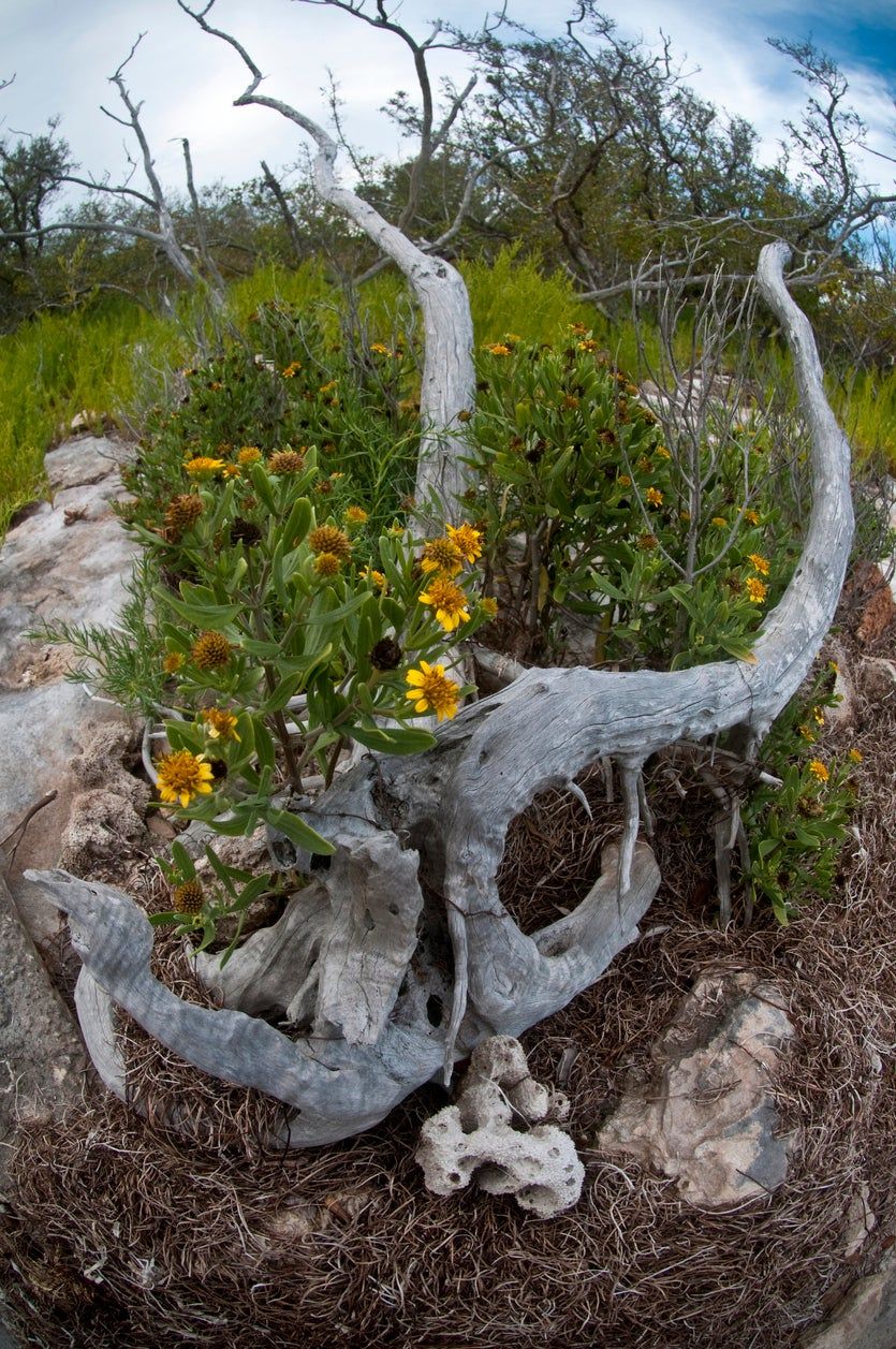 Driftwood