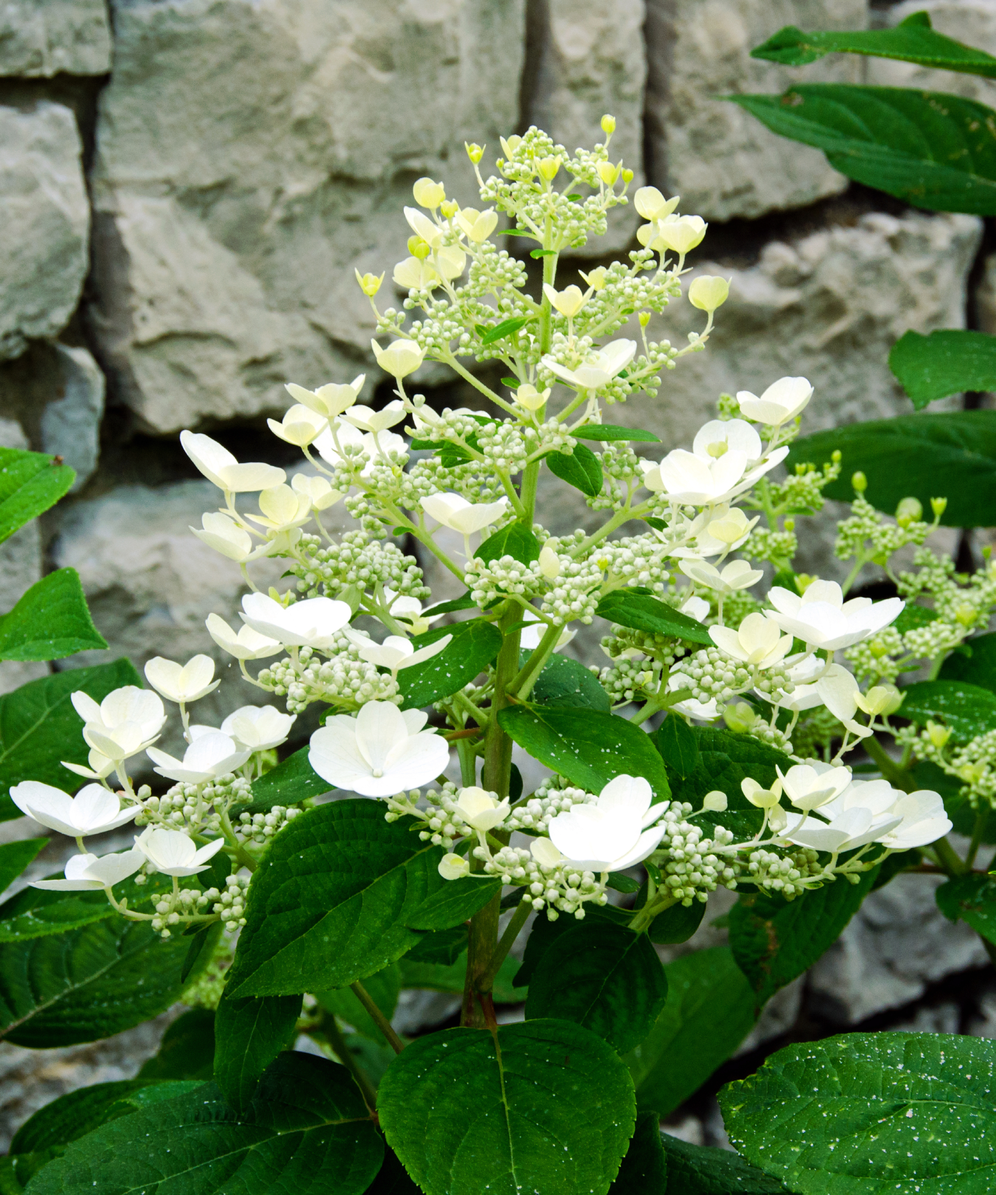 Close up of a white 'Quick Fire' panicle hydrangea flower