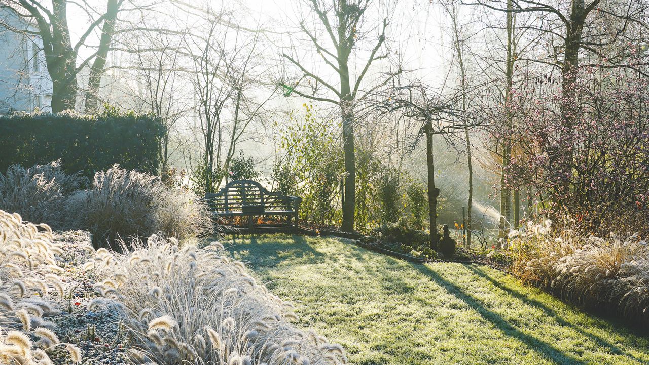 frosty garden