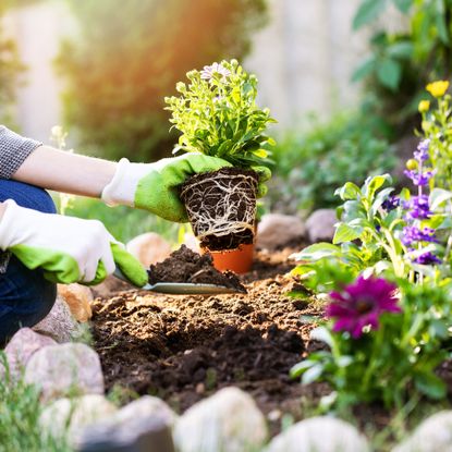 Gardener plants flower bed