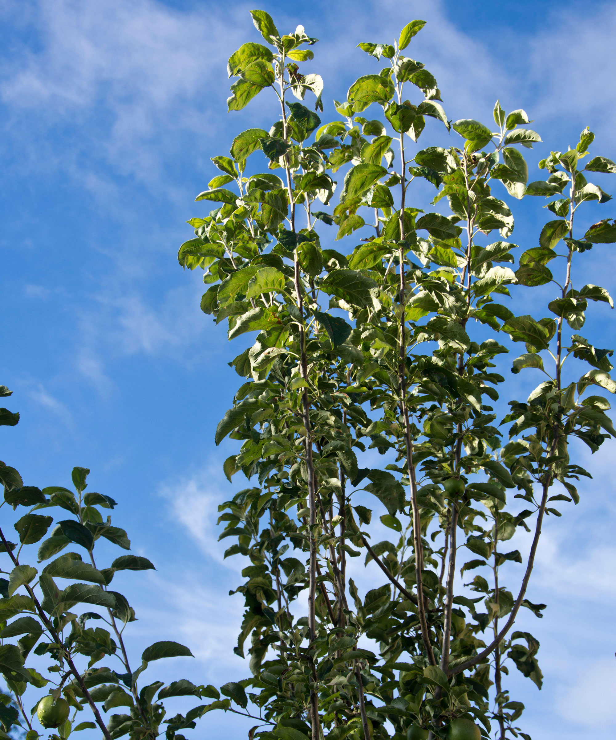 apple tree showing leaves growing on water sprouts against blue sky