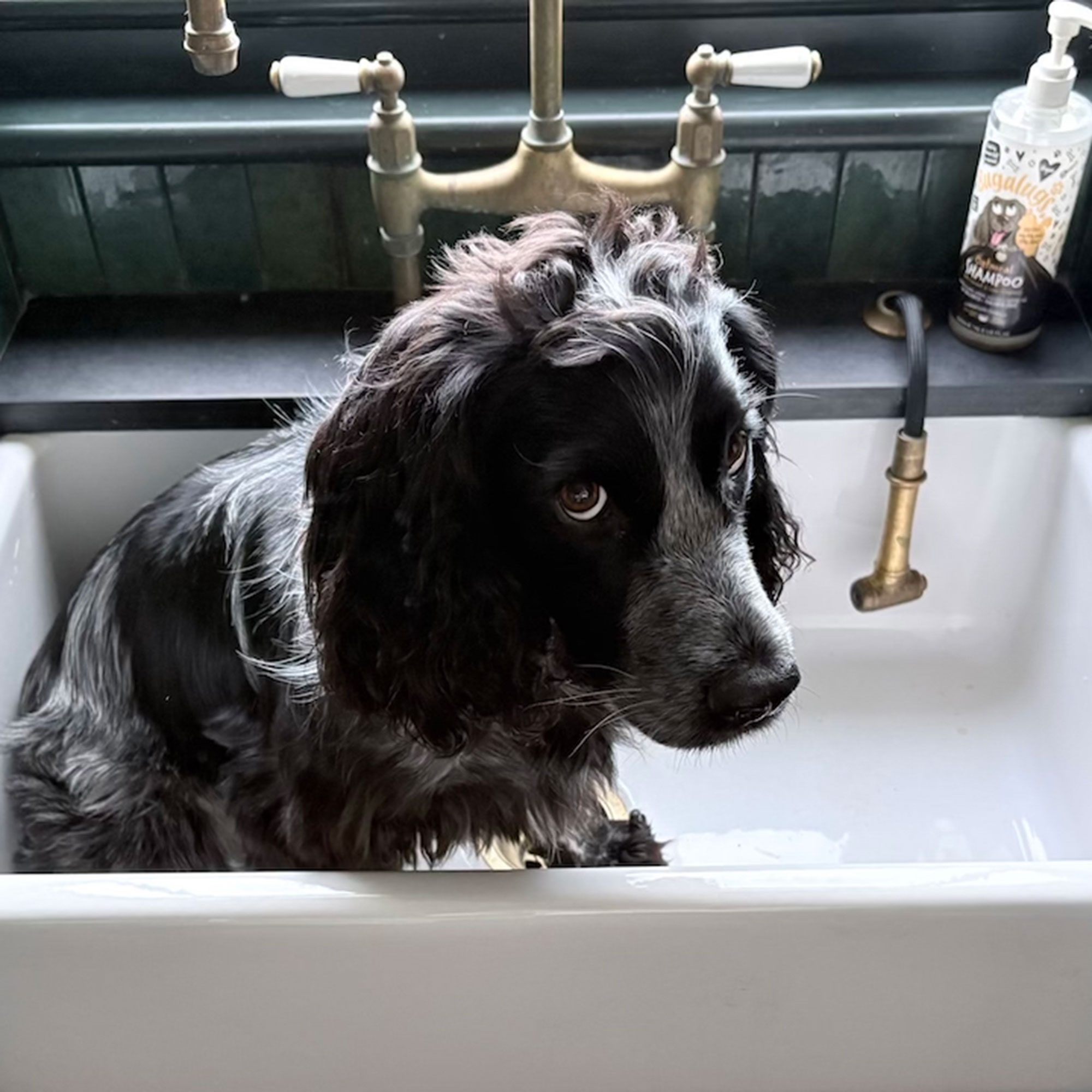 Dog shower in utility room with black dog in a belfast sink