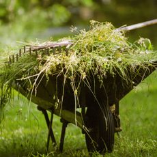 Wheelbarrow full of weeds with a rake sitting on top