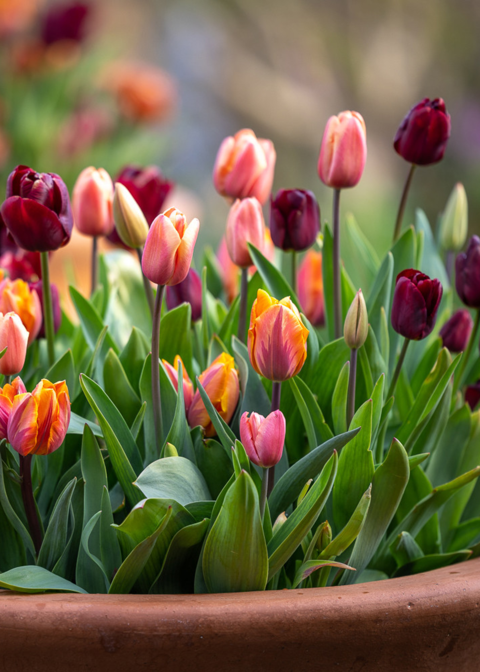 A planter with colorful tulips from Sarah Raven