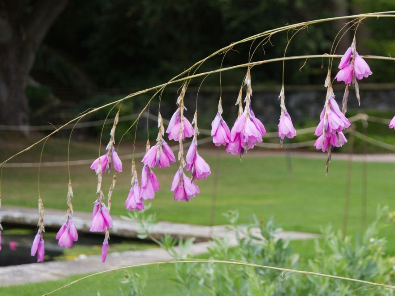 Pink Flowering Dierama Wandflowers