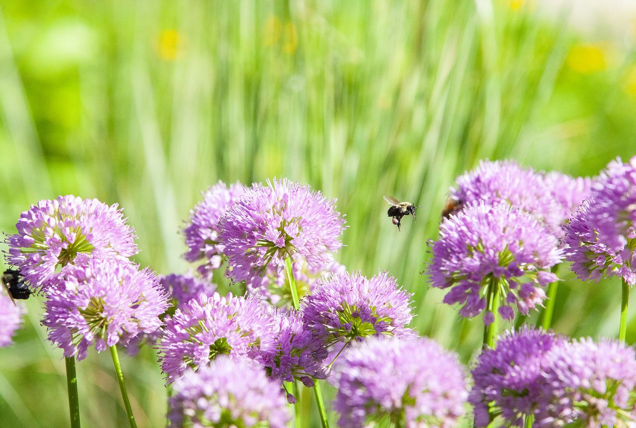 attract bees and butterflies