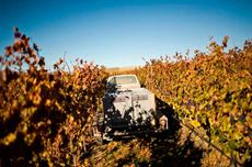 Central Otago, harvest