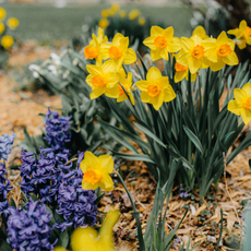 A flowebed of daffodils and hyacinths that have been mulched with bark.