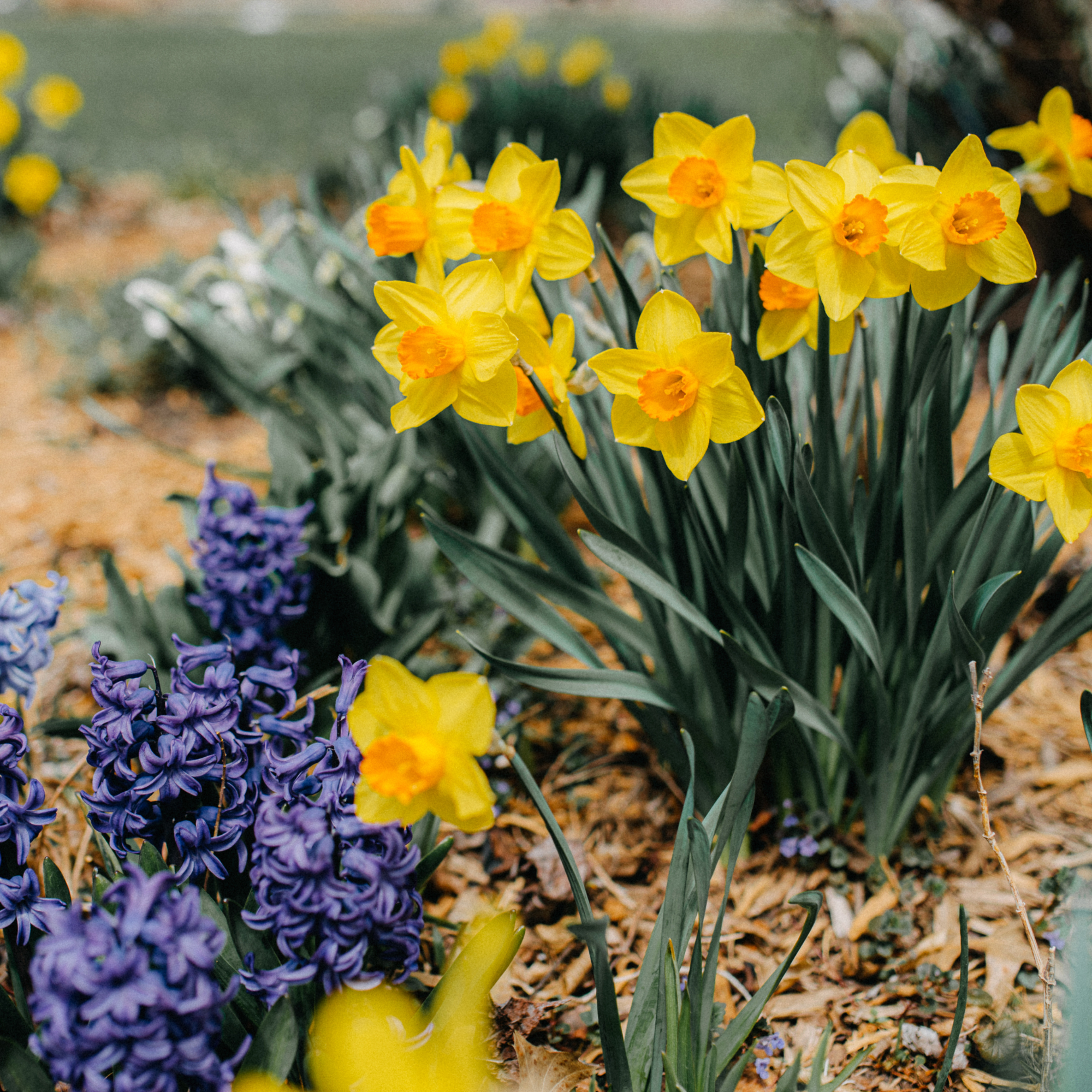 A flowebed of daffodils and hyacinths that have been mulched with bark.
