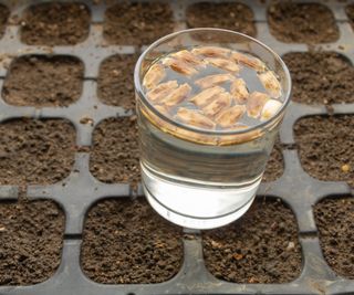 Soaking seeds in a glass of water before planting