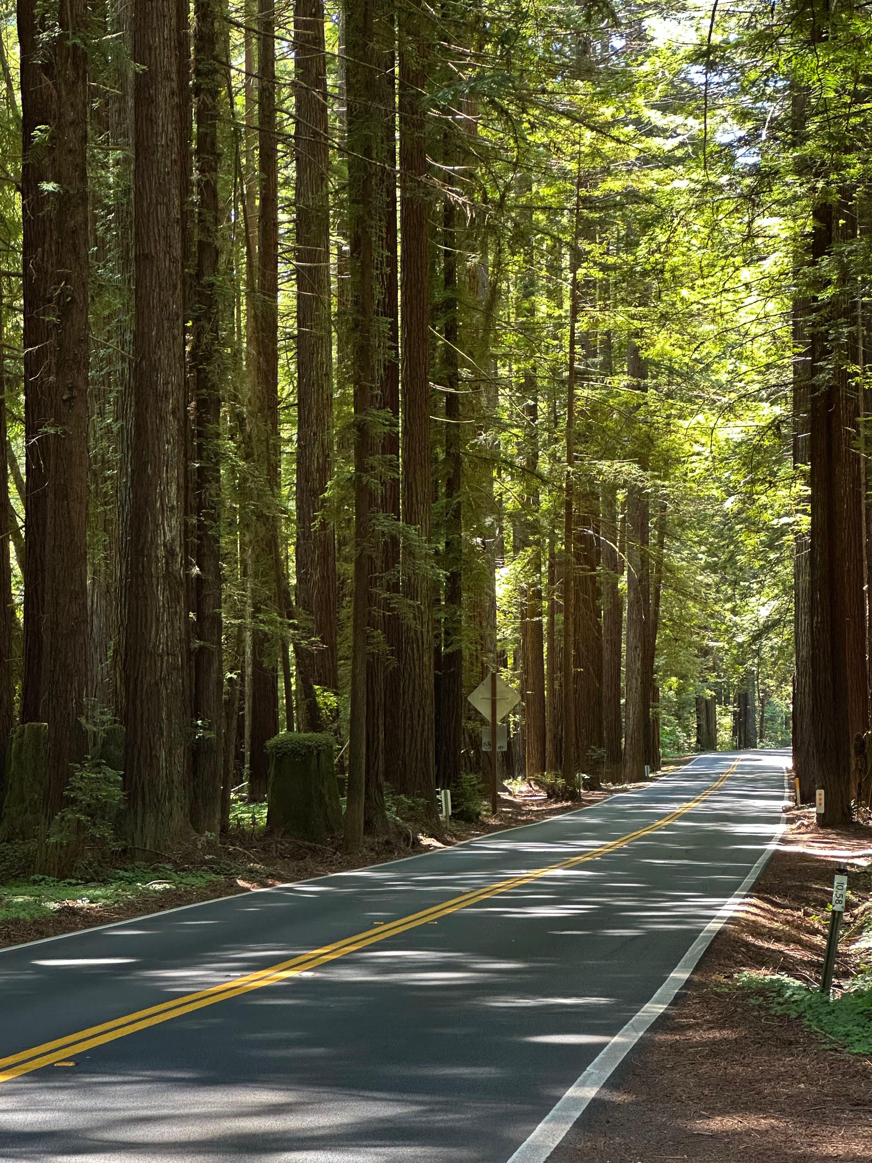 Scenic road through towering redwood forest in California, USA, with sunlight filtering through giant trees, peaceful nature landscape.