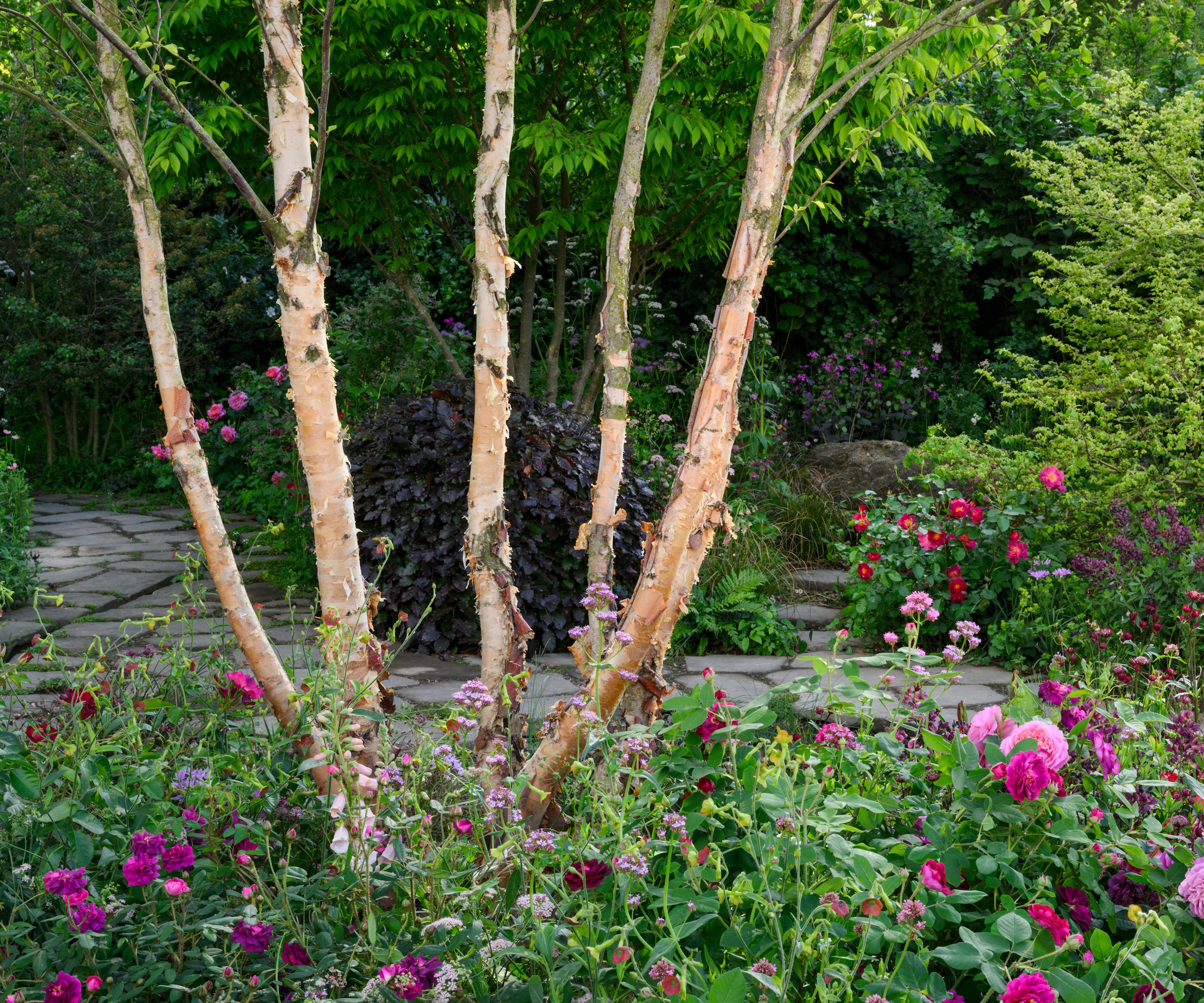 Narrow tree trunks underplanted with pink, purple and red flowers