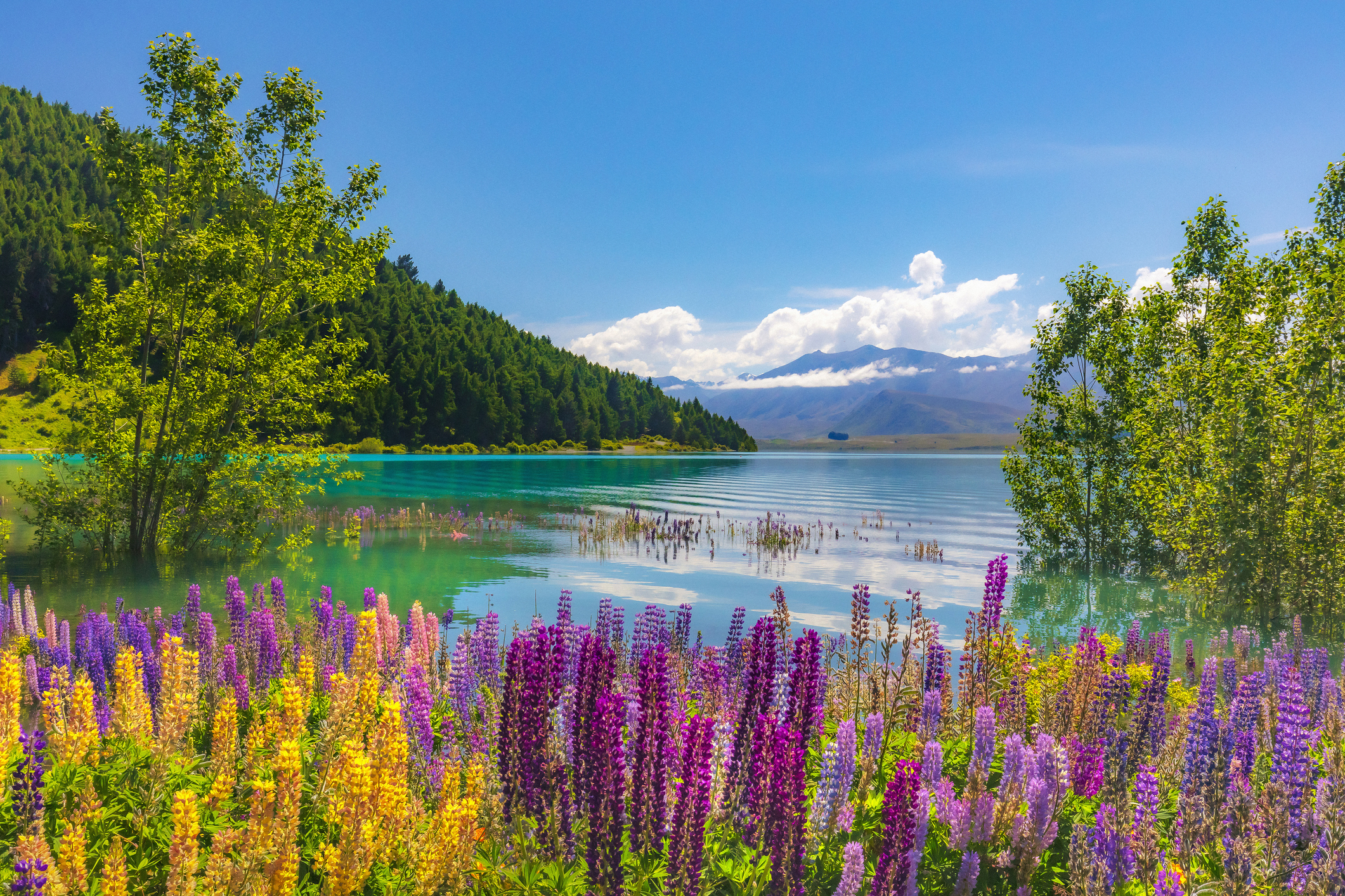 Tekapo lake, New Zealand