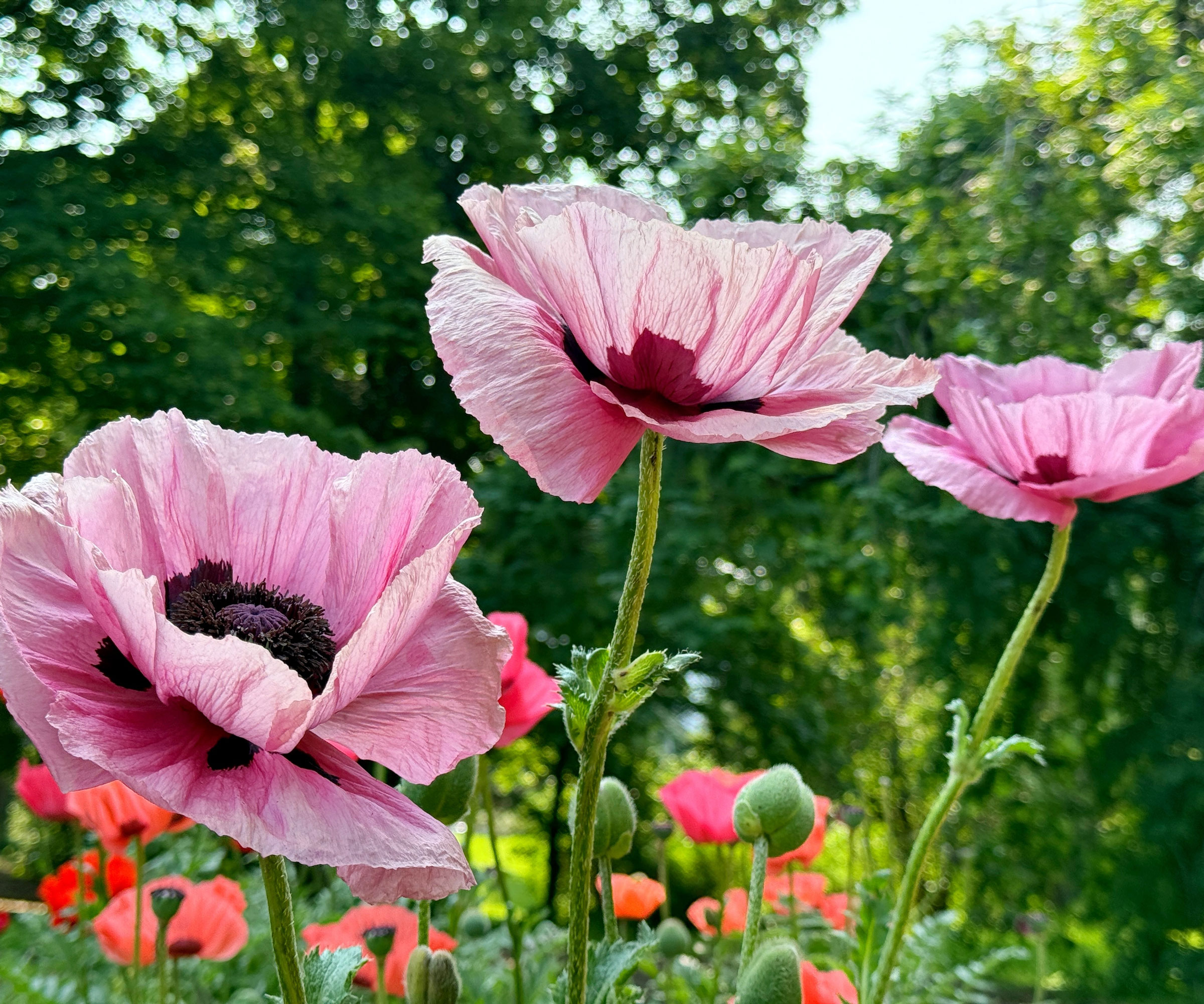 Oriental poppies with pink flower heads in garden border with red poppies