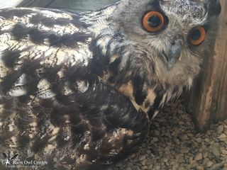 Handlers Thought This Owl Was Male For 23 Years Then He Laid An