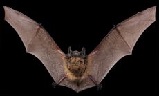 A little brown bat (Myotis lucifugus).