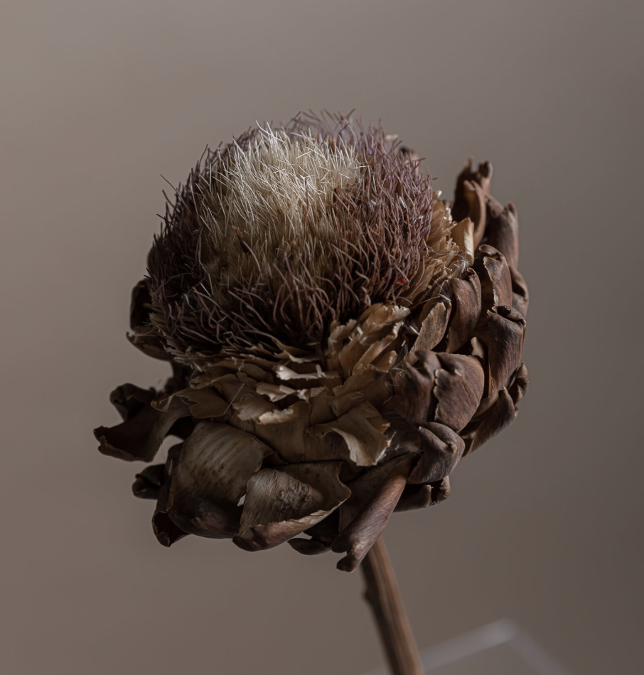 etsy dried artichoke