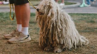 White Komondor with coily hair on lead