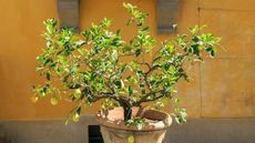 A potted lemon tree in a garden full of fruits
