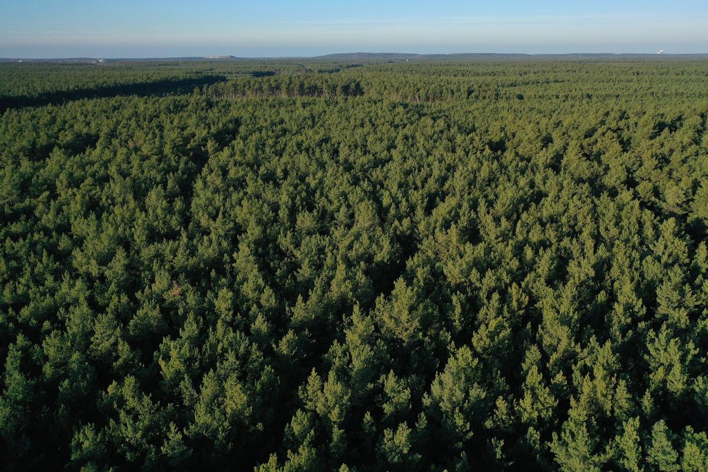 A forest in Germany.