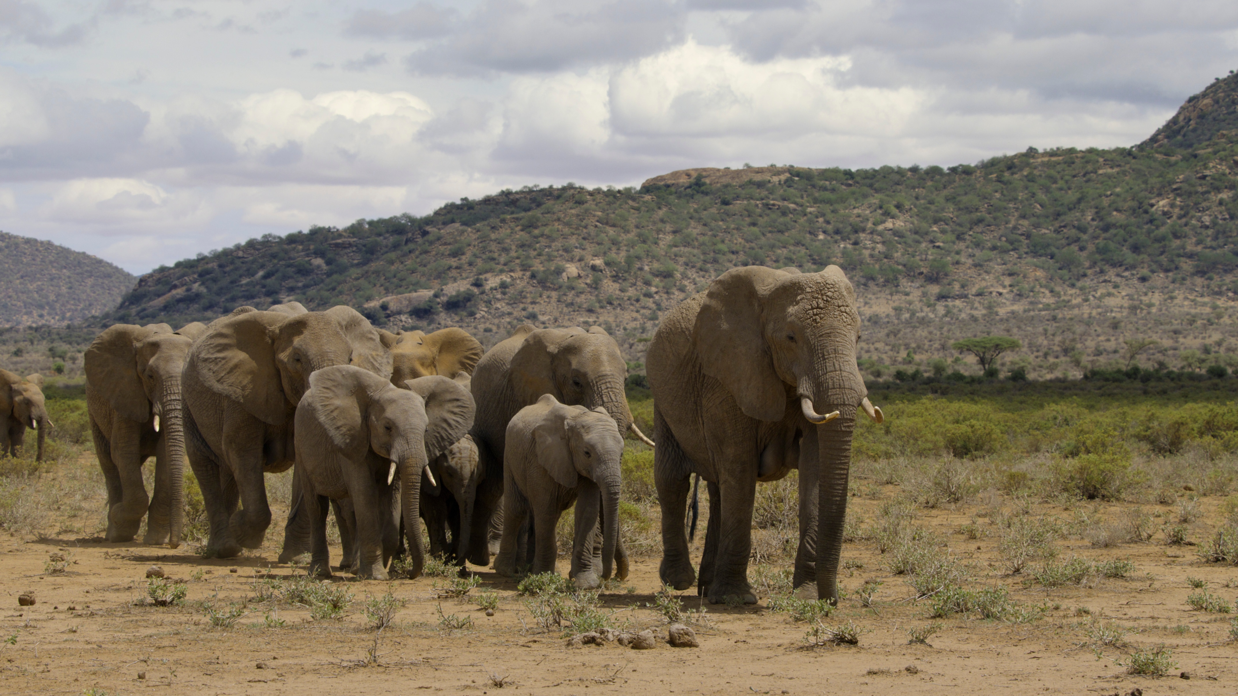 A herd of elephants walk over rough ground