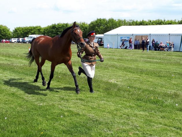 Trot-up-at-Horseshoe-e1527672181818.jpg
