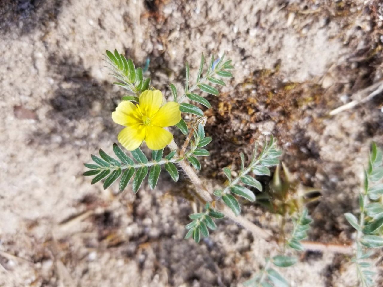 Puncturecine Weeds With A Yellow Flower