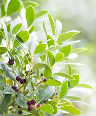 Inkberry Holly green leaves and dark berries