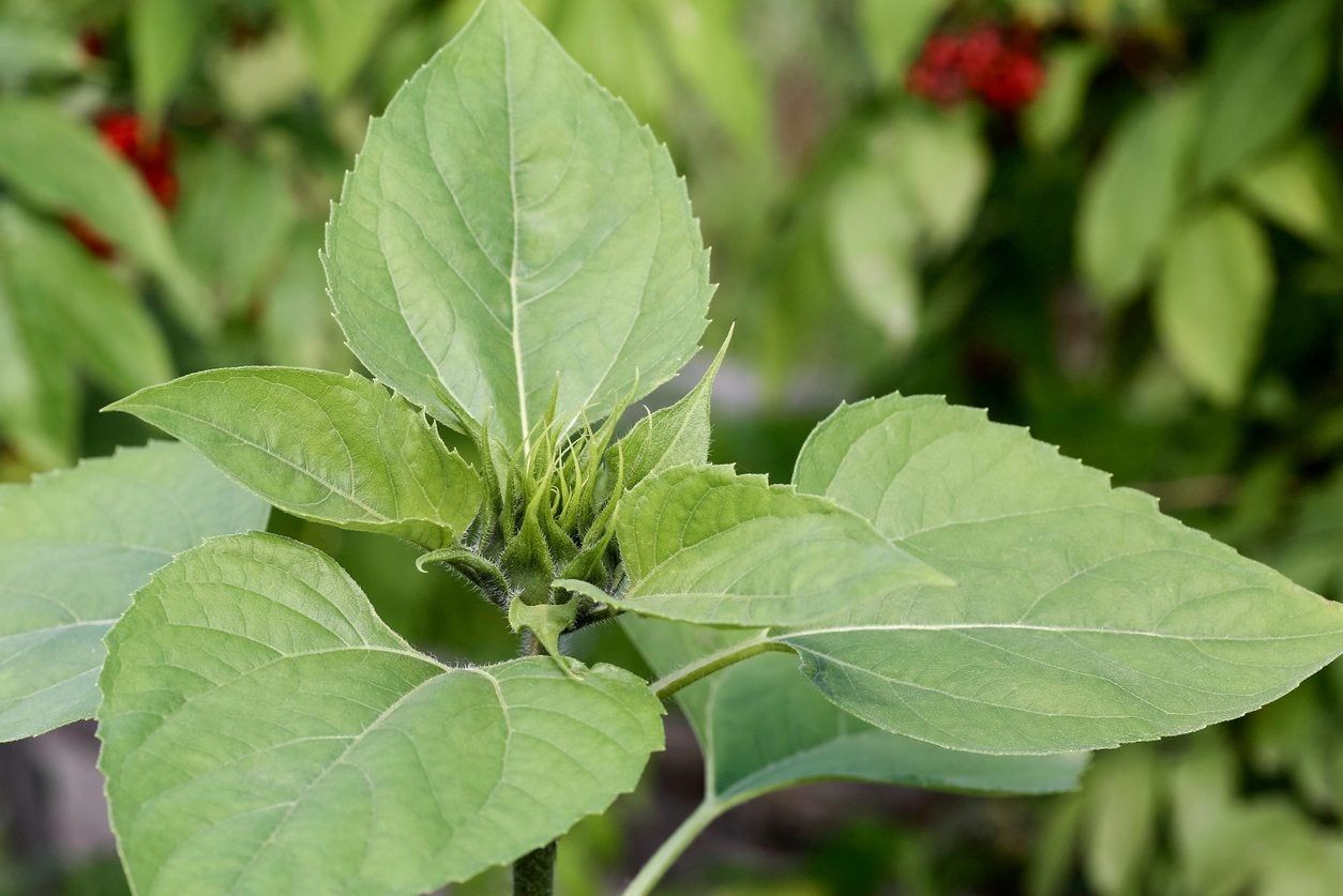 Sunflower Plant With No Flowers