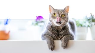 Cat on counter licking their lips