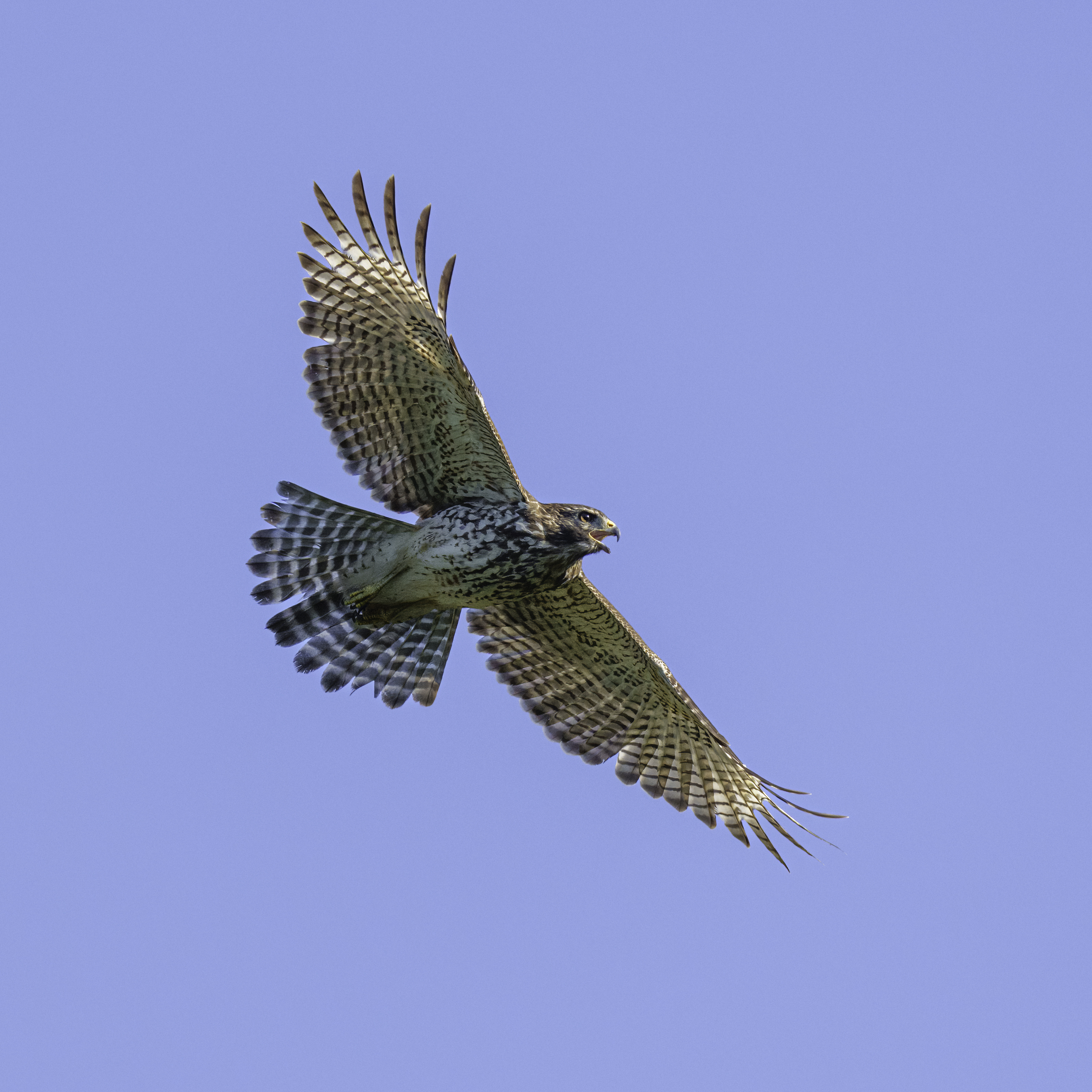 A merlin in flight
