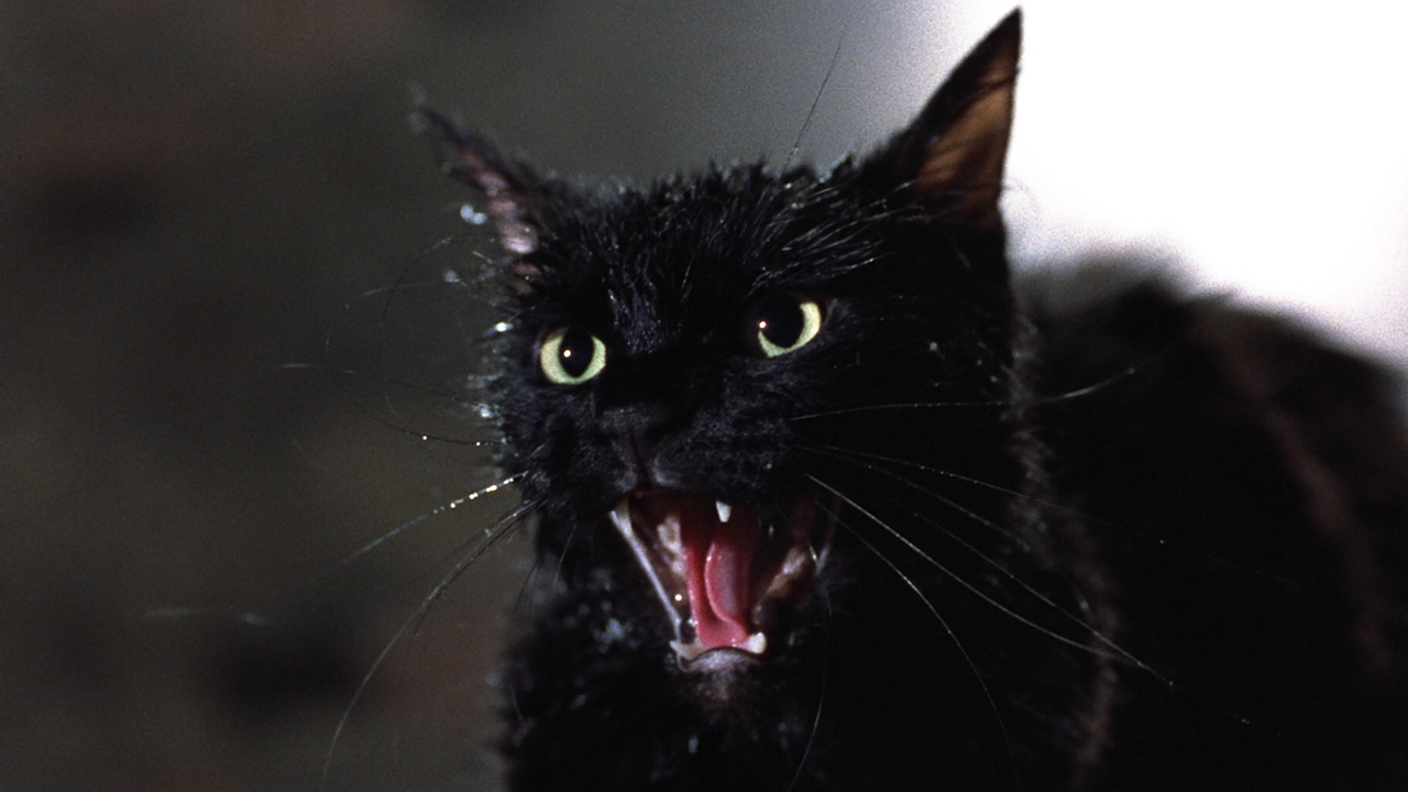 Cuentos del lado oscuro: La película El gato del infierno