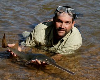 The freshwater sawfish is critically endangered.