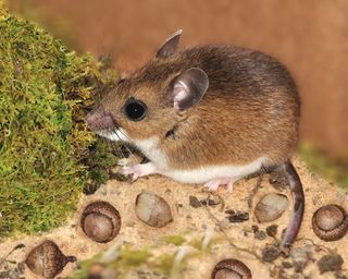People can become infected with hantavirus by exposure to rodent droppings, particularly those of the deer mouse.