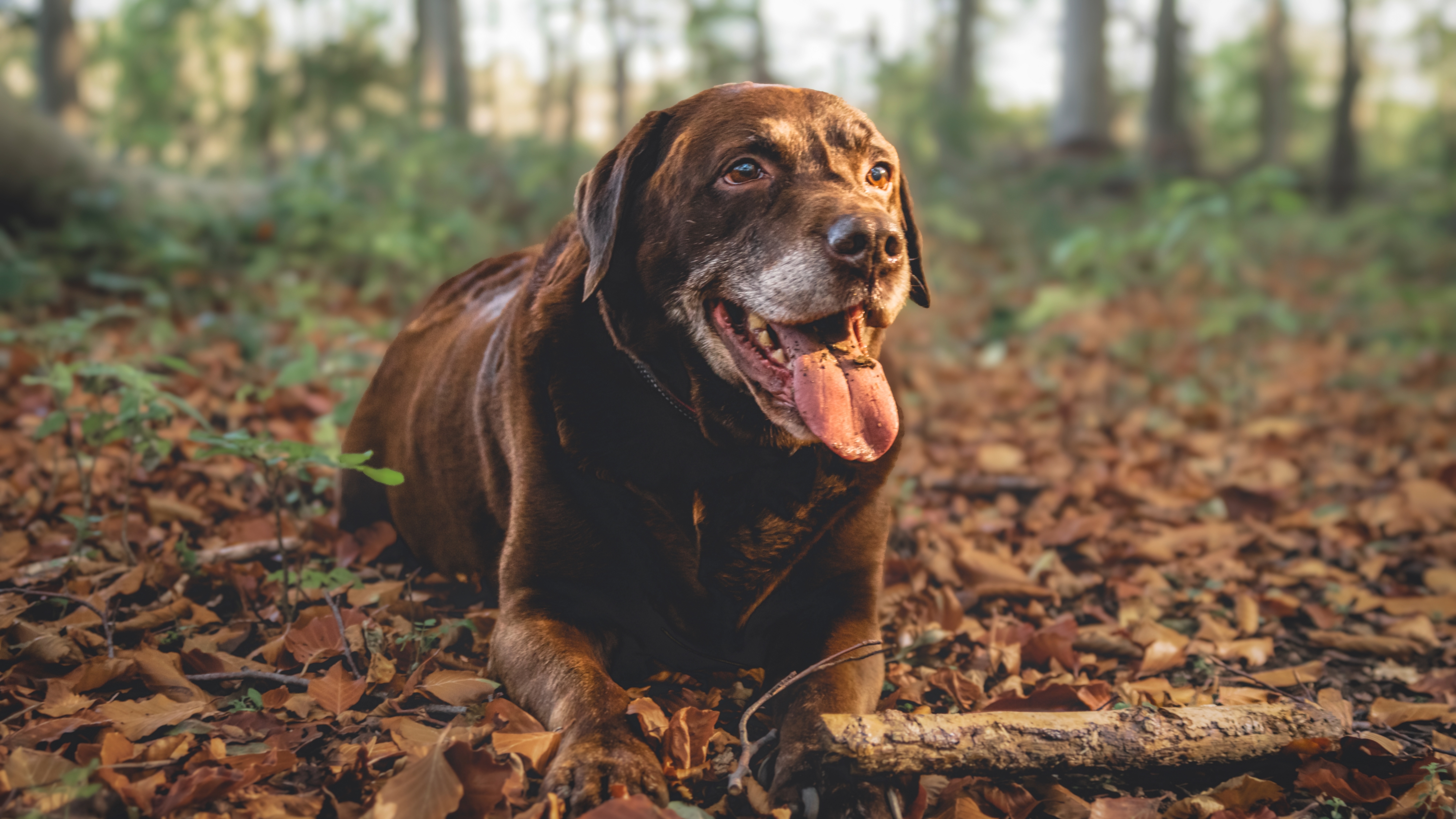 Labrador Retriever