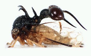 Treehoppers display an endless diversity of forms, most of which are conveyed by a bizzare structure called the helmet, an novel homologue to wings no longer involved in flight.