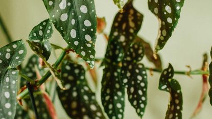 spotted begonia leaves