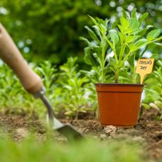 transplanting dahlias from pots to the ground