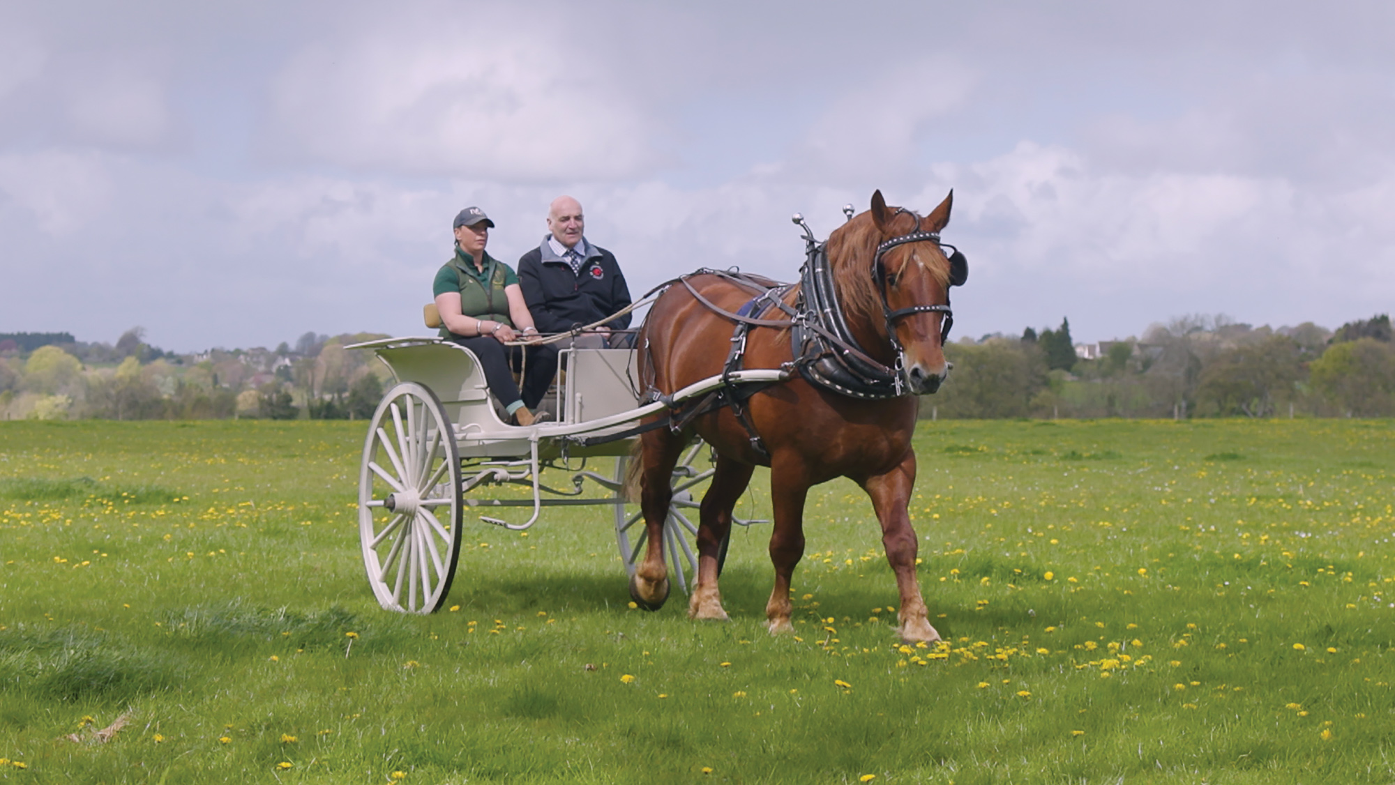 Suffolk Horse pulling two people in a large cart