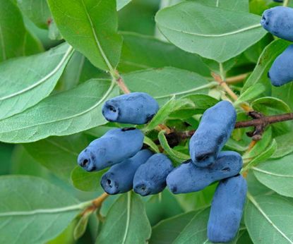 10 best honeysuckles to plant in your yard