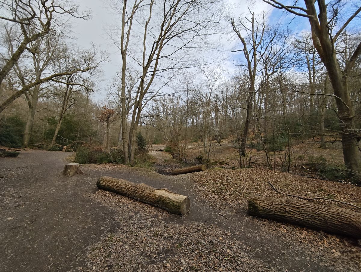 A wide-angle forest scene