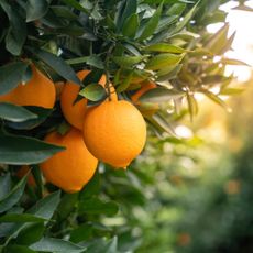 Oranges grow on tree in orchard