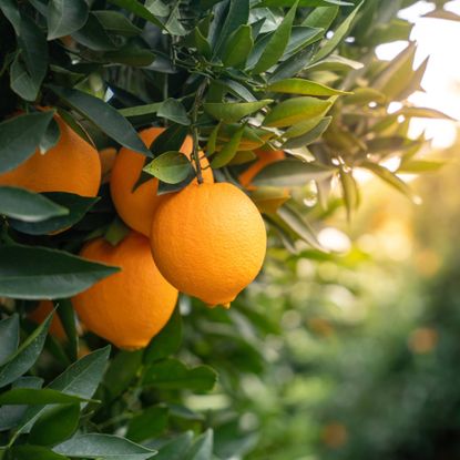 Oranges grow on tree in orchard