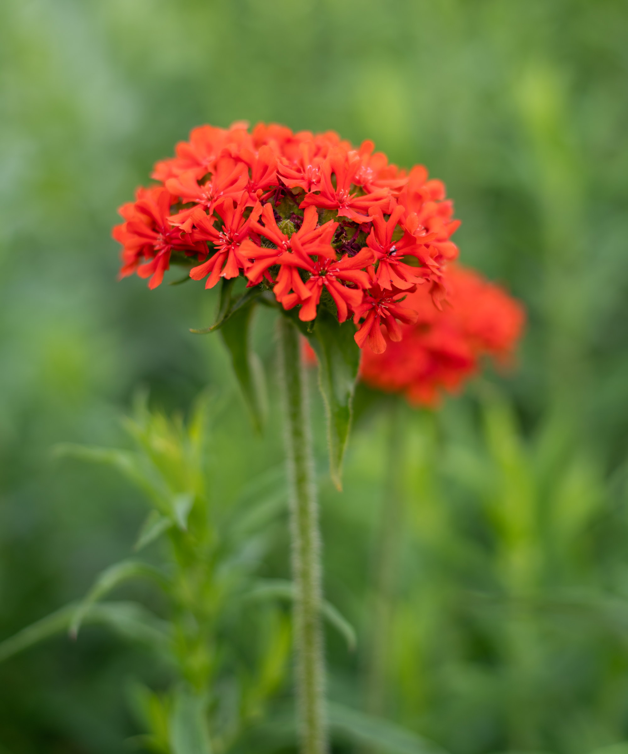 Close-up of the orange-red flower of Silene chalcedonica