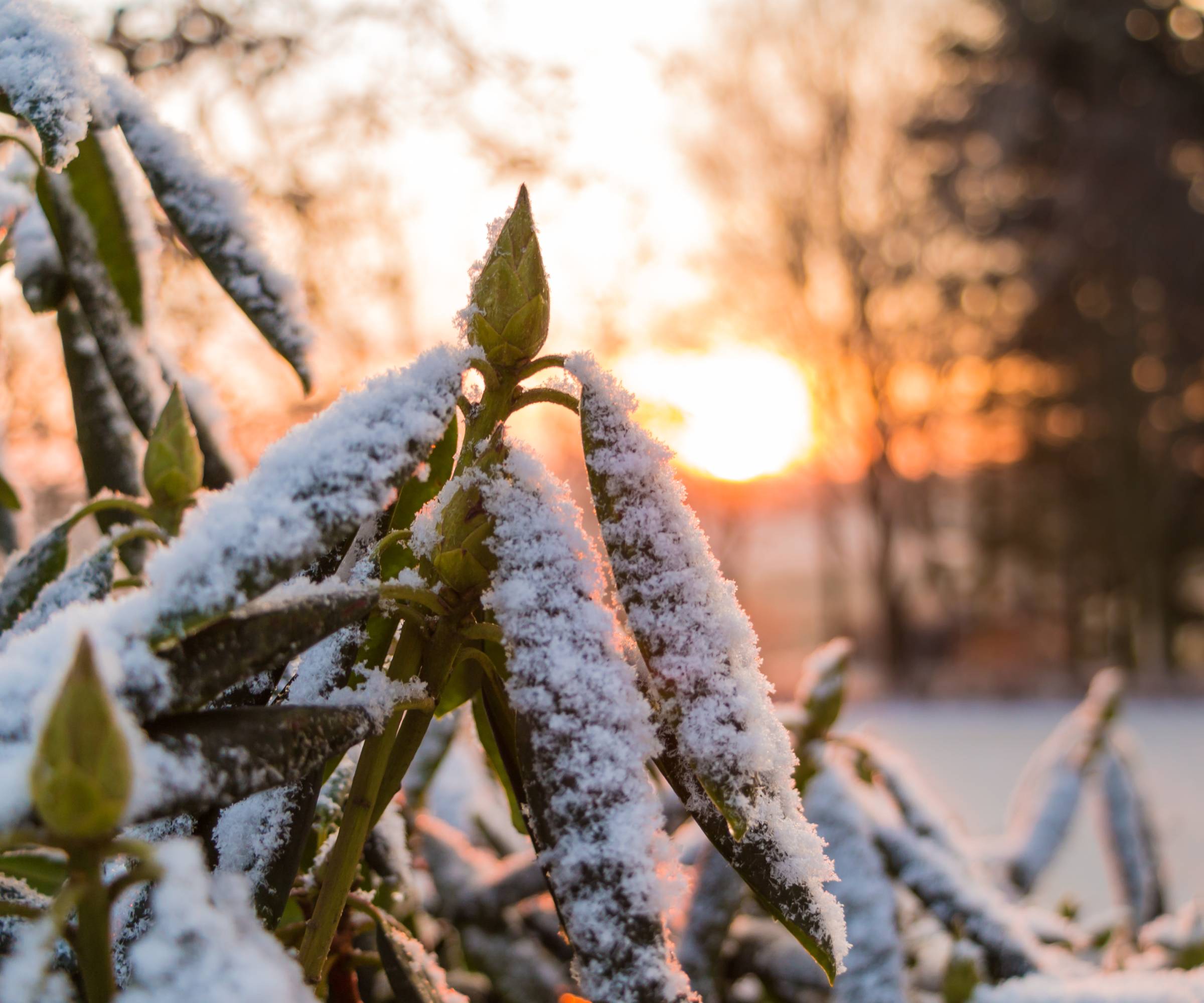 Snow on a rhododendron bush